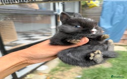 Netherland Dwarf rabbits for sale: •AVAILABLE• Pedigree Netherland Dwarf Baby BunnIes - Image 2