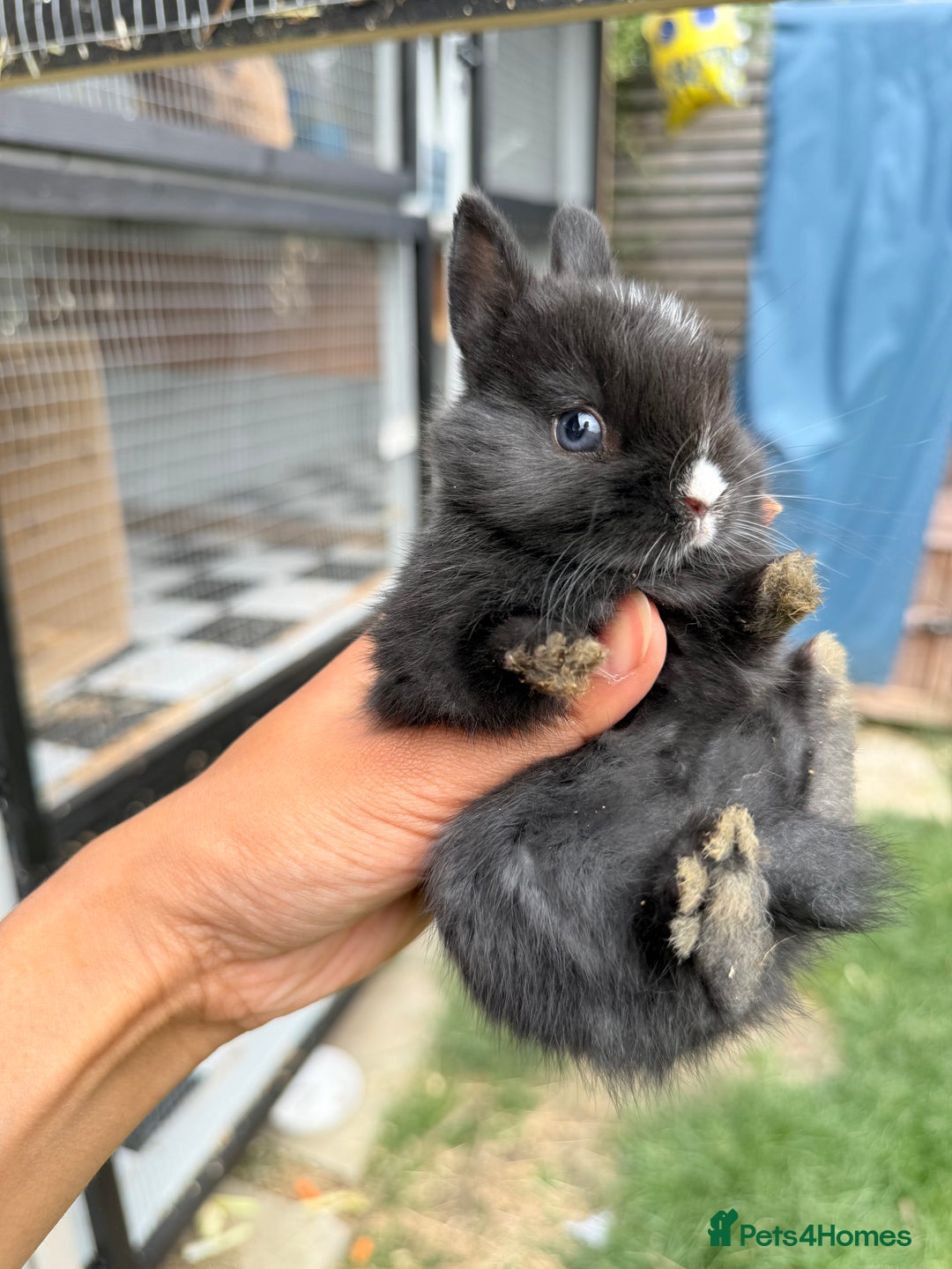 Netherland Dwarf rabbits for sale: •AVAILABLE• Pedigree Netherland Dwarf Baby BunnIes - Image 2