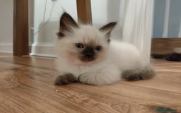 Ragdoll cats for sale: Adorable Ragdoll Kitten ready now - Image 17