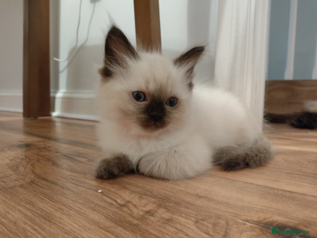 Ragdoll cats for sale: Adorable Ragdoll Kitten ready now - Image 17