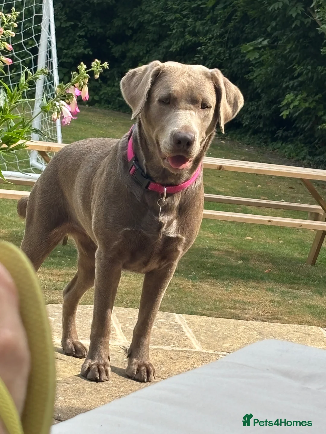 Labrador Retriever dogs for sale: 🐾✨ Silver Labrador Puppies – Exp. July 2026 ✨🐾 - Advert 1