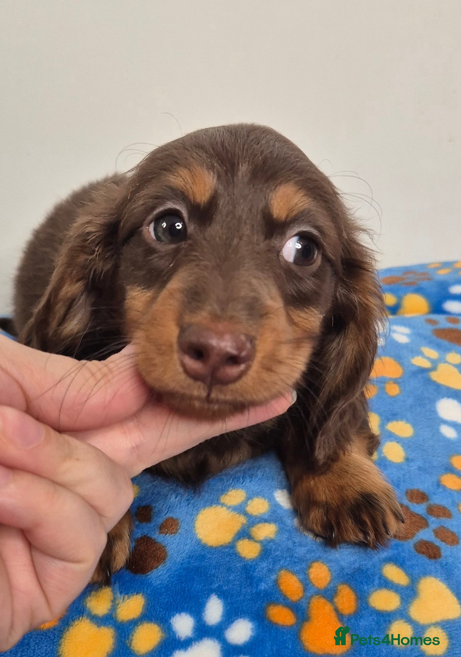 Miniature Dachshund dogs Miniature dachshund girl - Advert 1