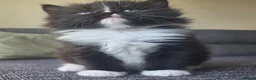 Mixed Breed cats for sale: Adorable long haired girls looking for 5* homes - Advert 18