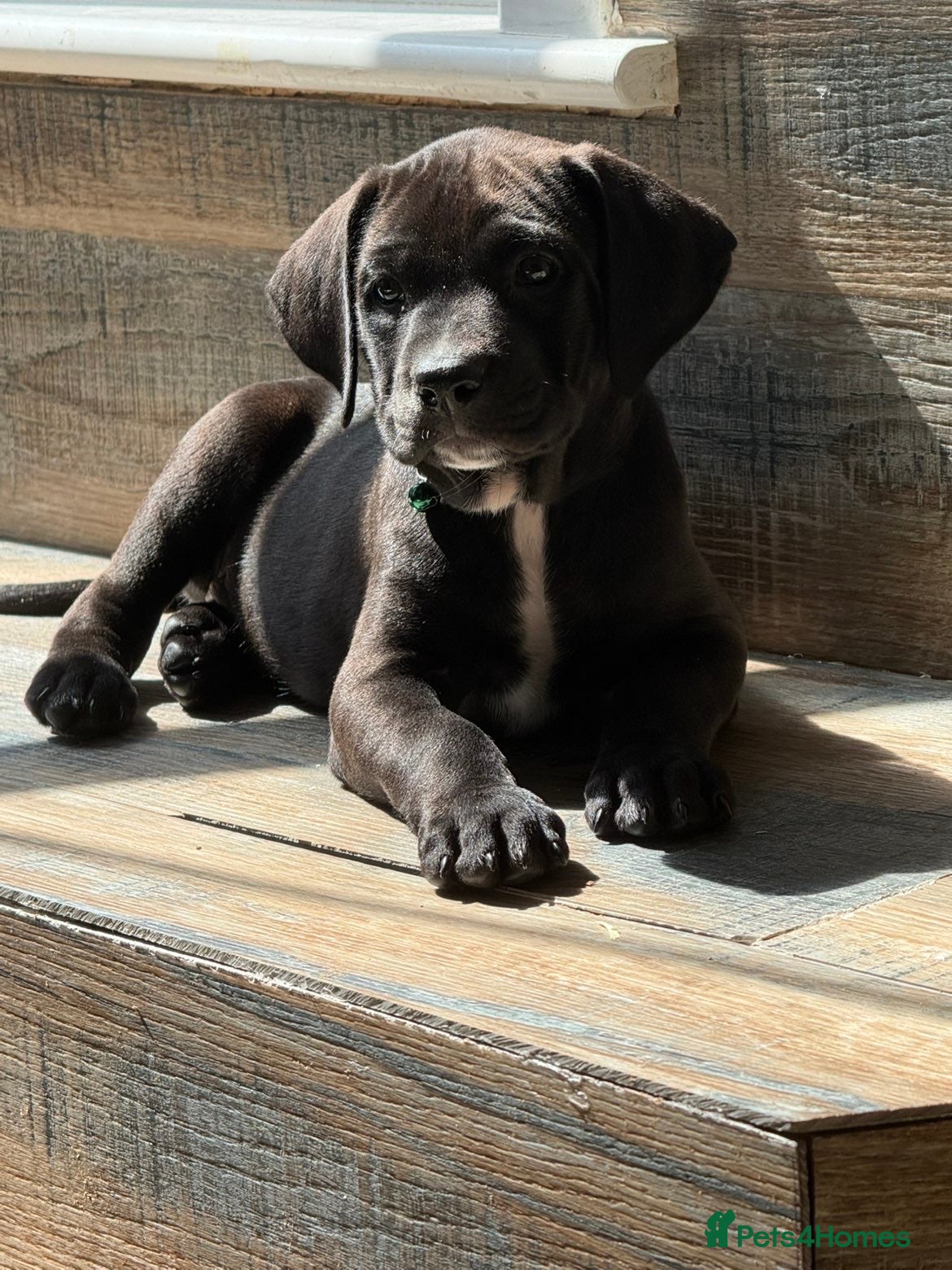 Mixed Breed dogs Cane Corso cross x labrador - Advert 1