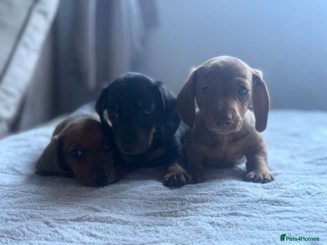 Miniature Dachshund dogs for sale: Two Adorable Girls Looking For Families  - Image 3