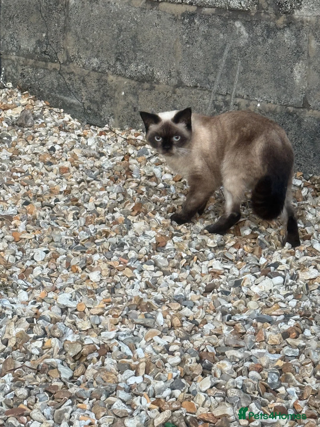 British Shorthair cats for sale: British short hair  in Ammanford - Advert 2