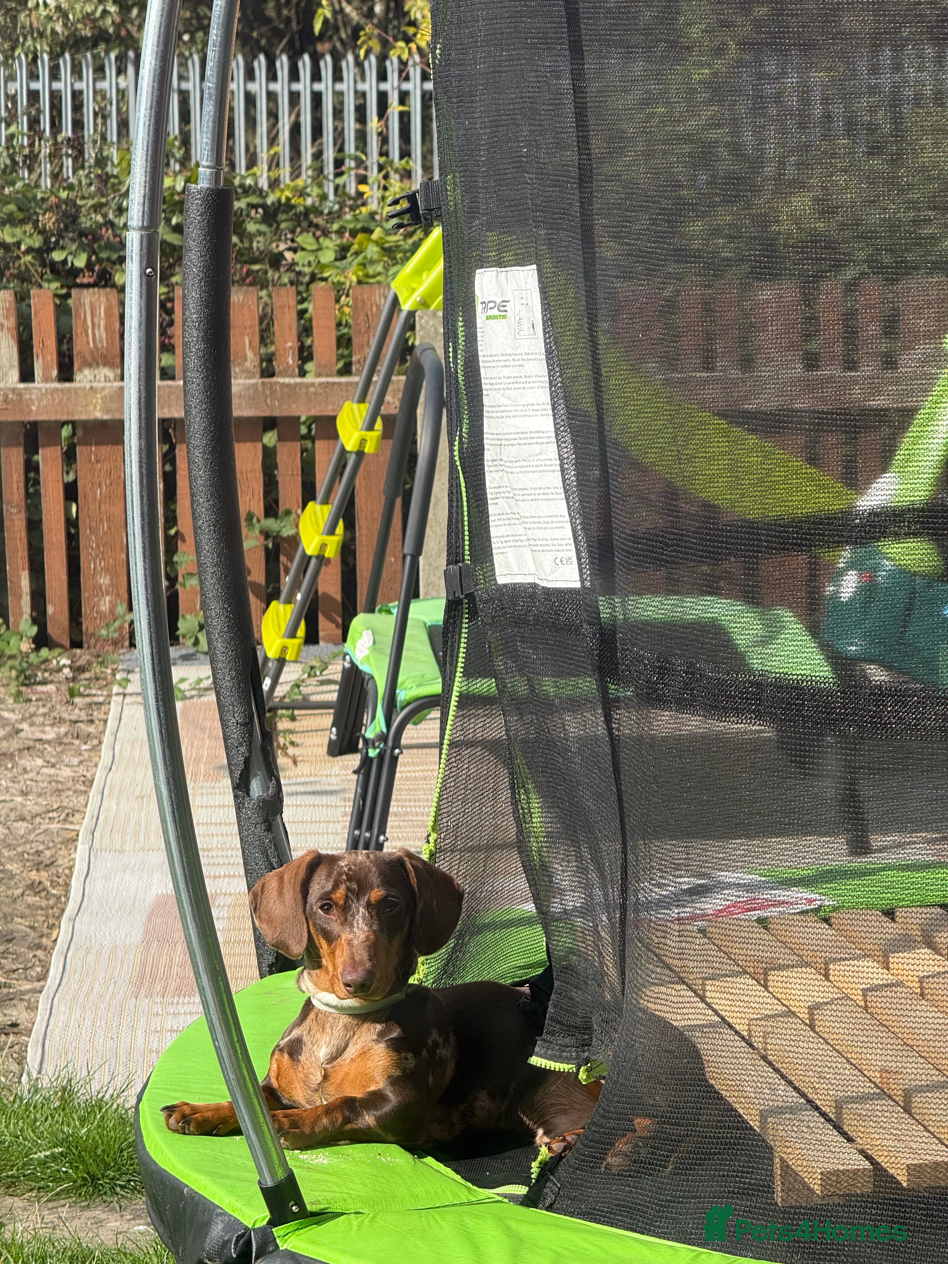 Miniature Dachshund dogs Miniature dachshund   - Advert 13