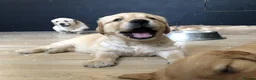 Golden Retriever dogs for sale: KC Reg Dark Red Golden Retriever-100% DNA Tested - Advert 28