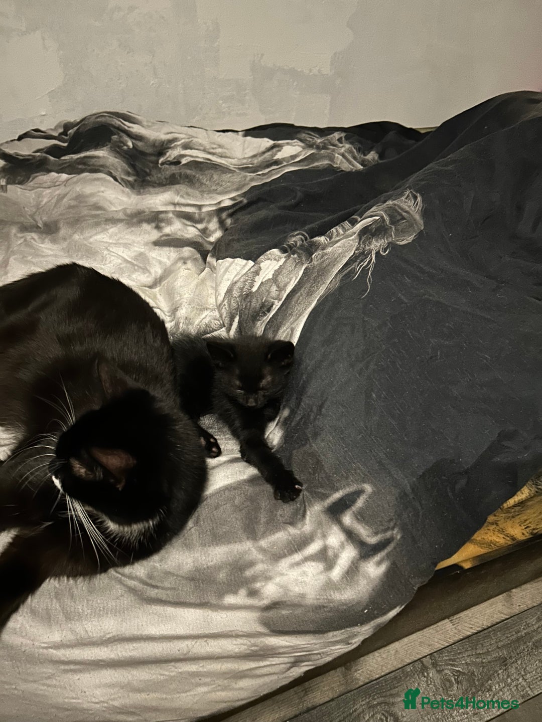 Mixed Breed cats for sale: Kittens are ready now 8 weeks old  - Advert 13