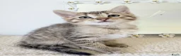 Mixed Breed cats for sale: Tabby cross ragdoll kittens - Advert 10