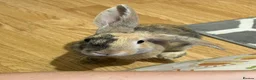 Harlequin rabbits for sale: Warning: This rabbit may steal your heart  - Advert 5
