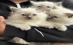 Ragdoll cats for sale: 3 Beautiful Female Blue Point Ragdoll Kittens - Image 3