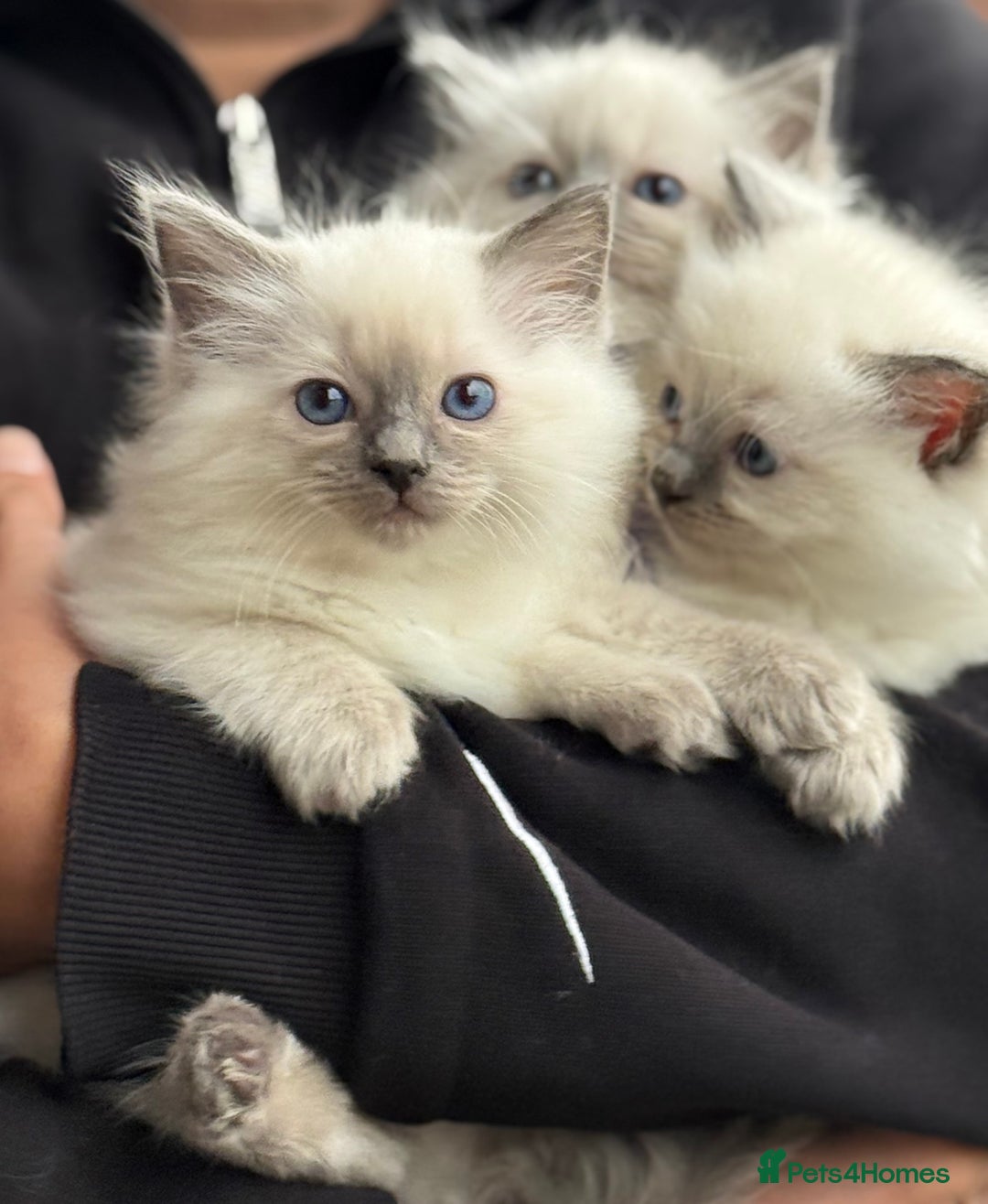 Ragdoll cats for sale: 3 Beautiful Female Blue Point Ragdoll Kittens - Image 3