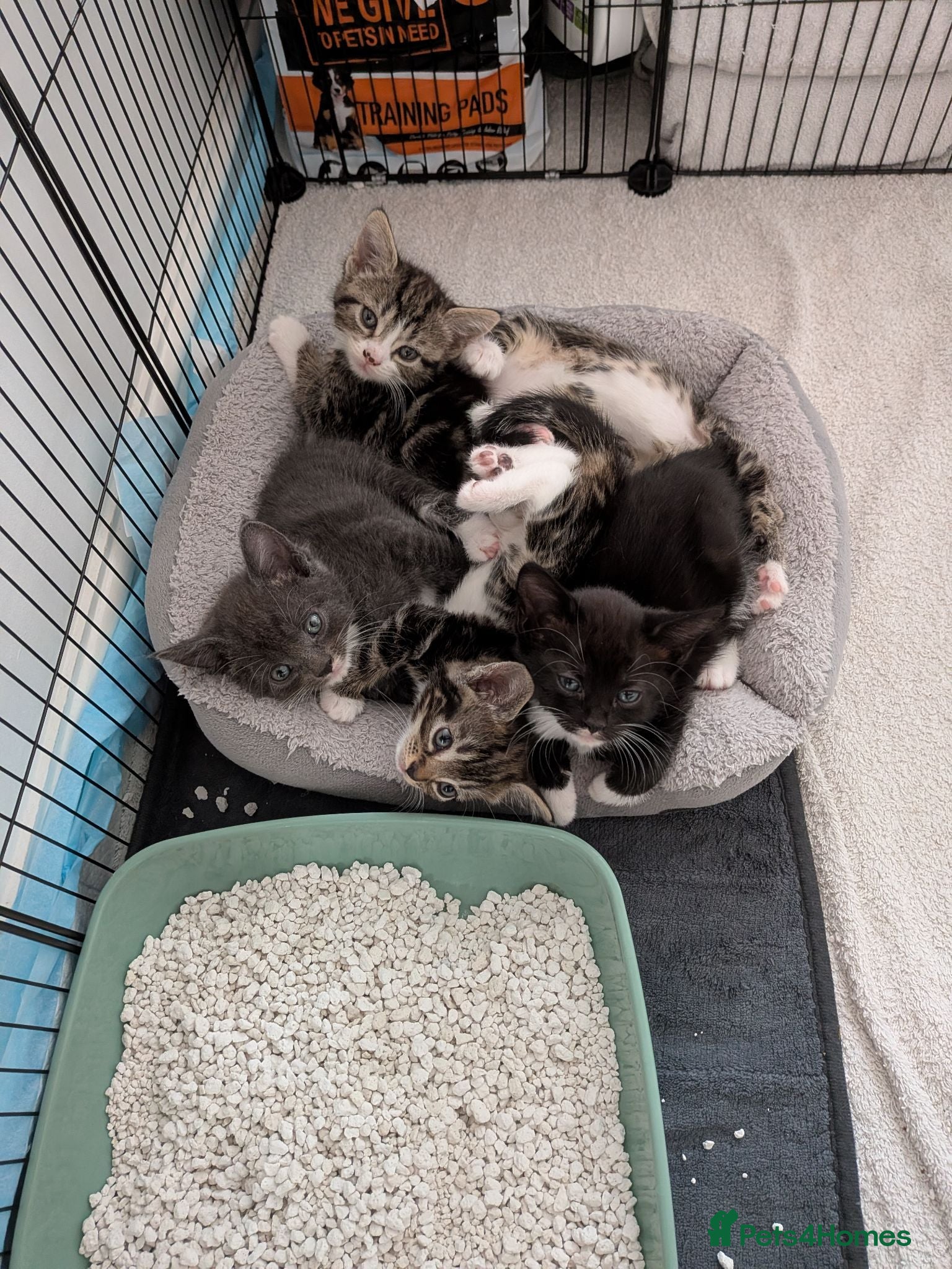 Mixed Breed cats 🐾 Gorgeous Kittens Looking for Forever Homes 🐾 - Advert 2