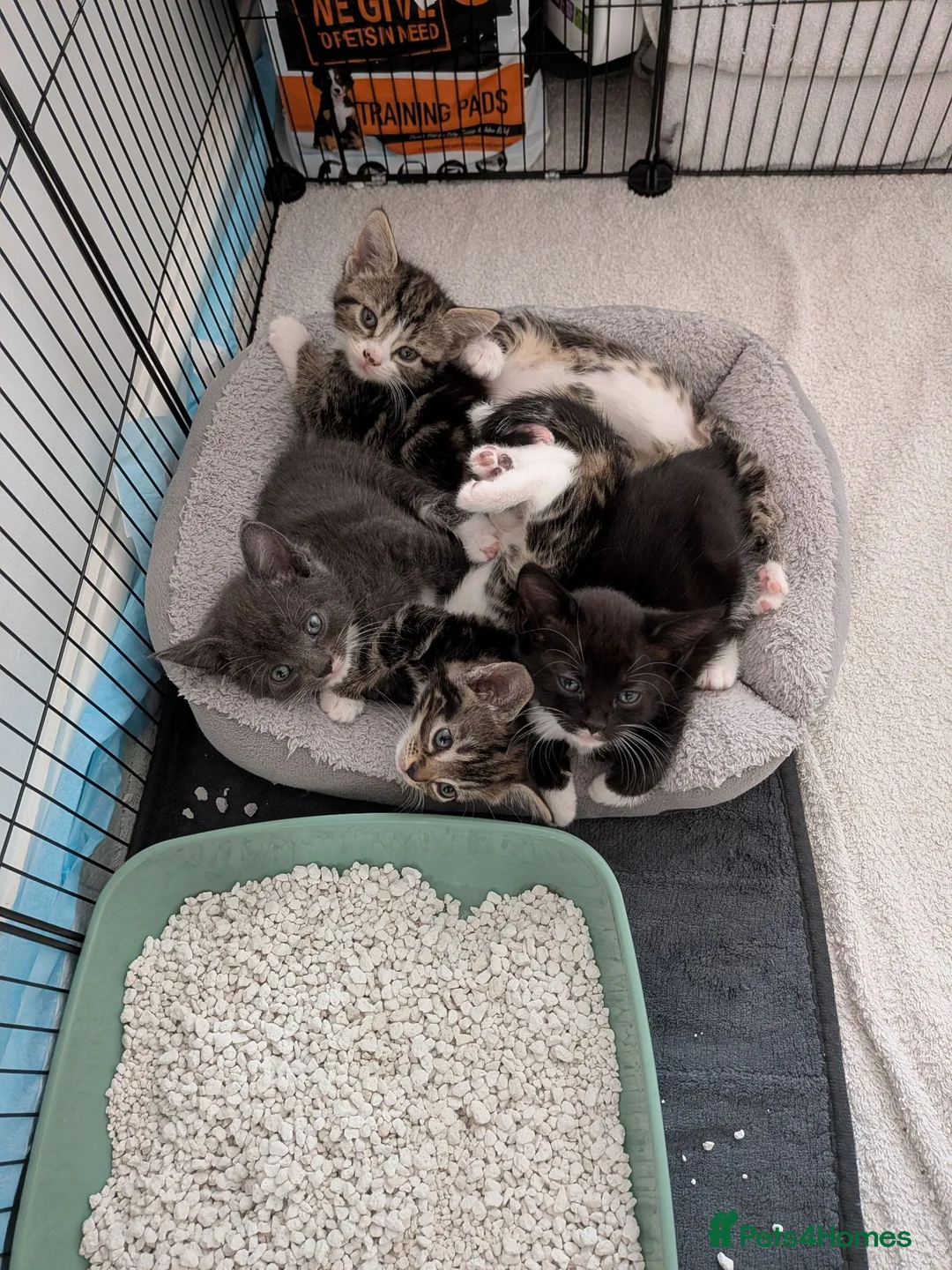Mixed Breed cats for sale: 🐾 Gorgeous Kittens Looking for Forever Homes 🐾 in Andover - Advert 1