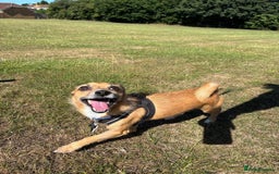 Mixed Breed dogs for sale: 4 Year Old Jack/Chi Looking For Forever Home - Image 1