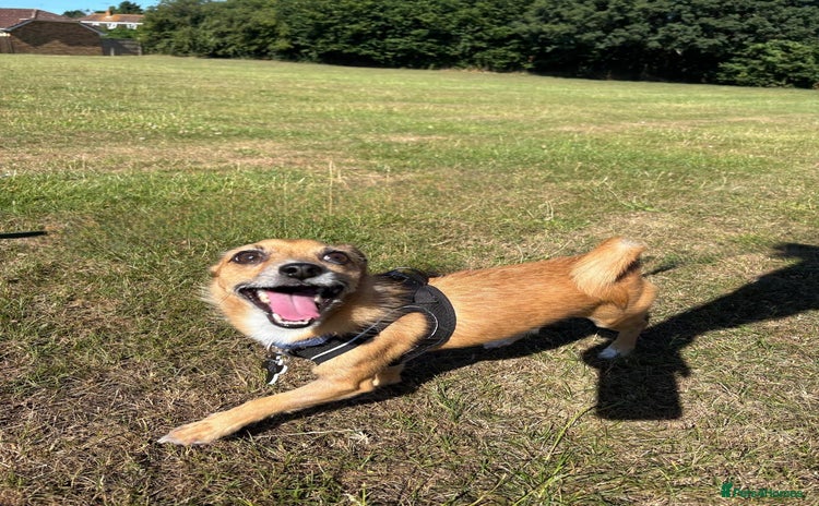Mixed Breed dogs - Advert 2