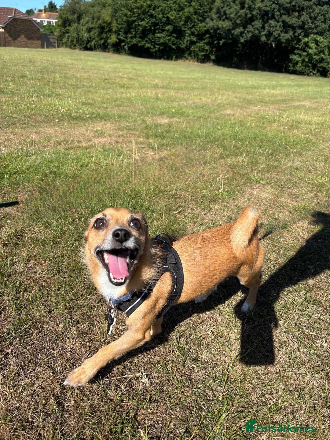 Mixed Breed dogs for sale: 4 Year Old Jack/Chi Looking For Forever Home - Image 1