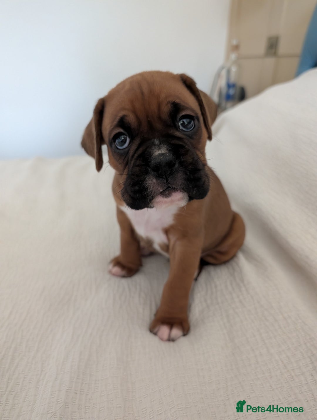 Boxer dogs for sale: Beautiful black mask bobtail/tailed boxer puppies  - Advert 9