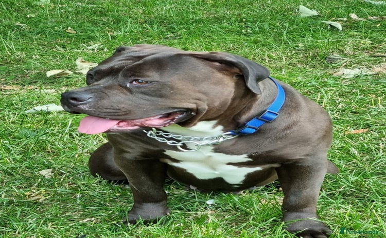 Mixed Breed dogs - Advert 1