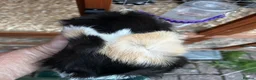 Guinea Pig rodents for sale: Bert and Barney guinea pigs in Thatcham - Advert 3