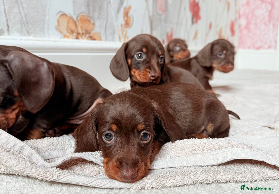 Miniature Dachshund dogs for sale: Quality miniature dachshund puppies  - Image 8