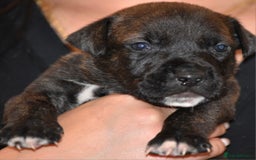 Belgian Shepherd Dog dogs for sale: Exceptional Herders from World-Class Lines - Image 33