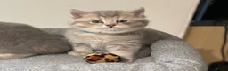 British Shorthair cats for sale: GCCF/TICA British Shorthair Champion line Kittens - Advert 8