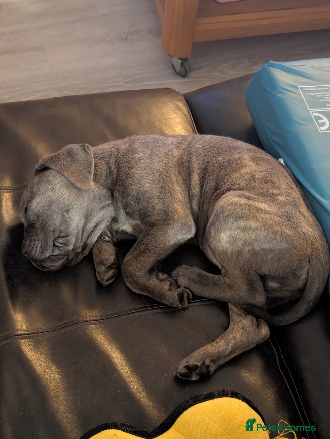 Cane Corso dogs for sale: BLUE BRINDLE MALE CANE CORSO PUPPY - Advert 8