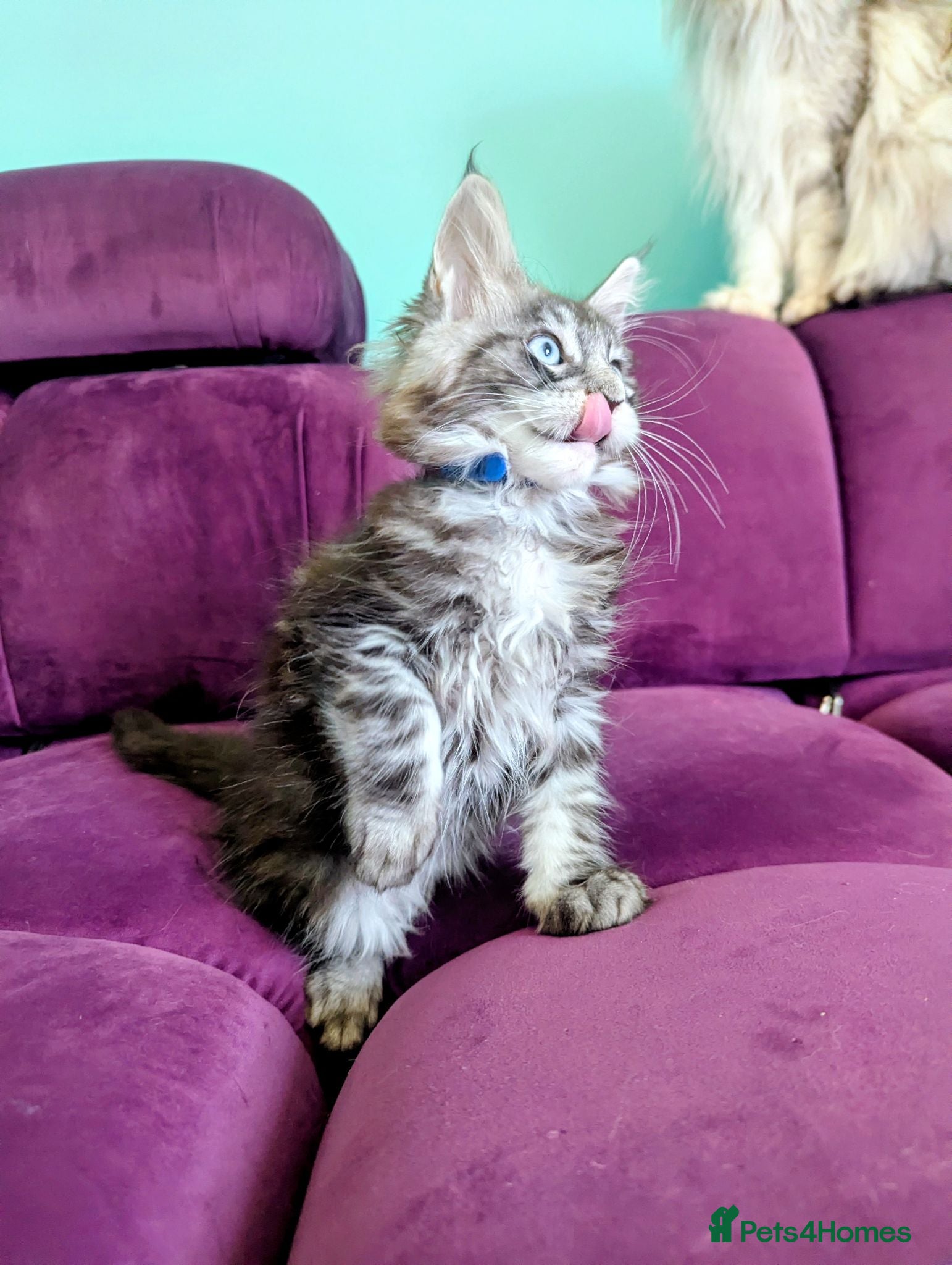 Maine Coon cats Pedigreed Maine Coon kittens - Advert 2