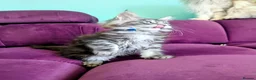 Maine Coon cats for sale: Pedigreed Maine Coon kittens - Advert 3