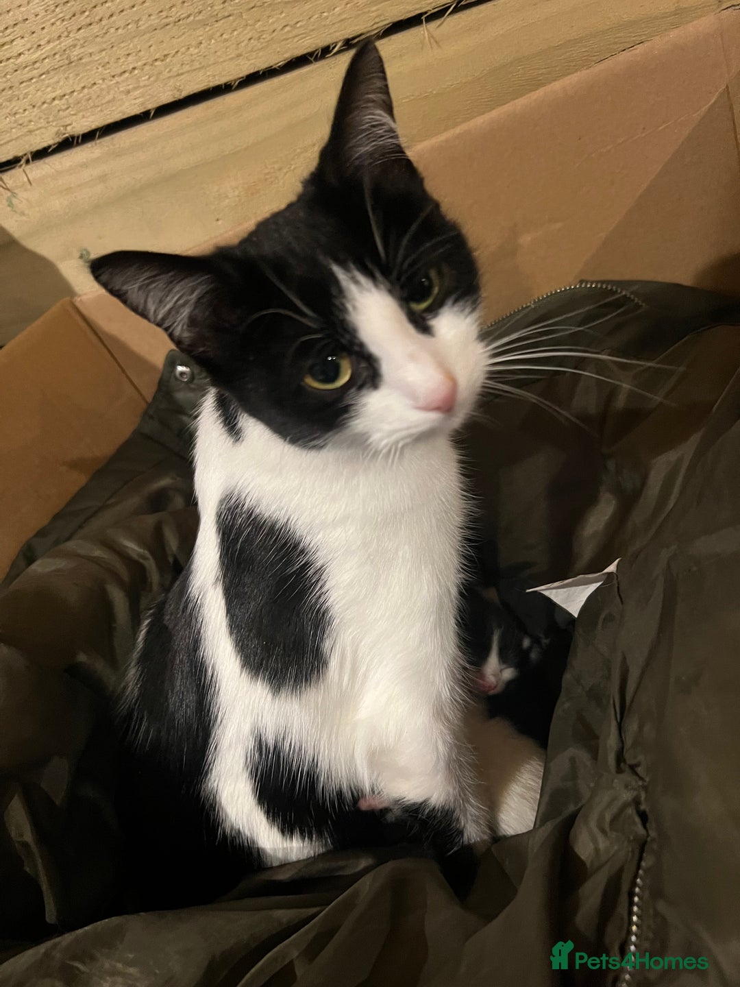 Mixed Breed cats for sale: 5 kittens FOR FREE. - Advert 3