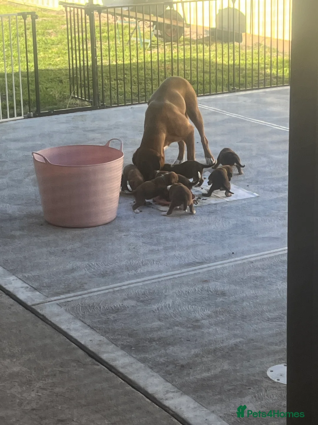 Boxer dogs for sale: Boxer Pups ready for their forever homes in Sheffield - Advert 3