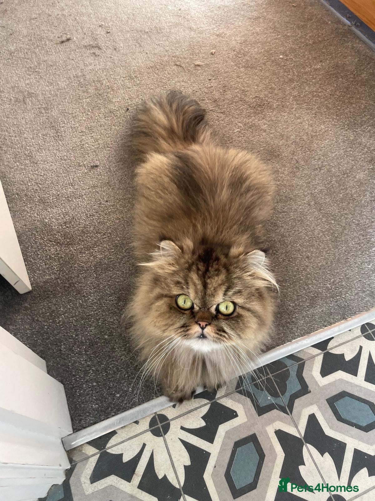 Persian cats Beautiful Persian X kittens for sale - Advert 8