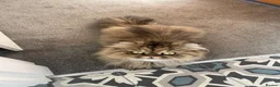 Persian cats for sale: Beautiful Persian X kittens for sale - Advert 1