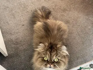 Persian cats Beautiful Persian X Bengal kittens for sale - Advert 13