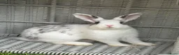 Mixed Breed rabbits for sale: Beautiful 3 month old male bunny for sale  in Bicester - Advert 4