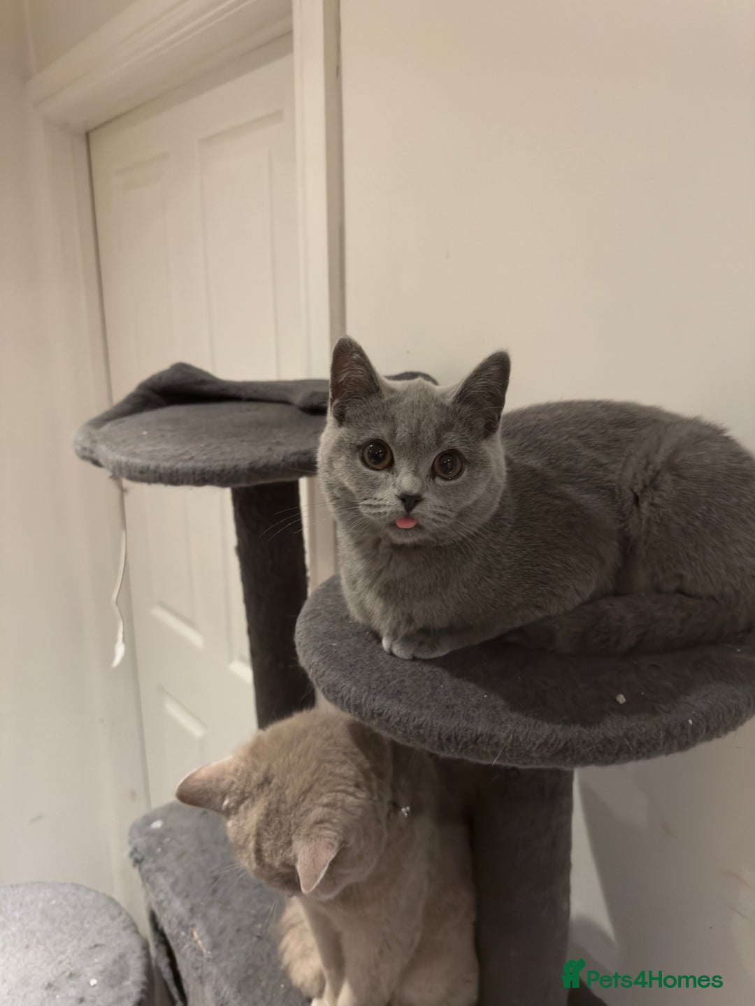 British Shorthair cats for sale: Adorable British Shorthair Kittens Family-Friendly - Advert 10