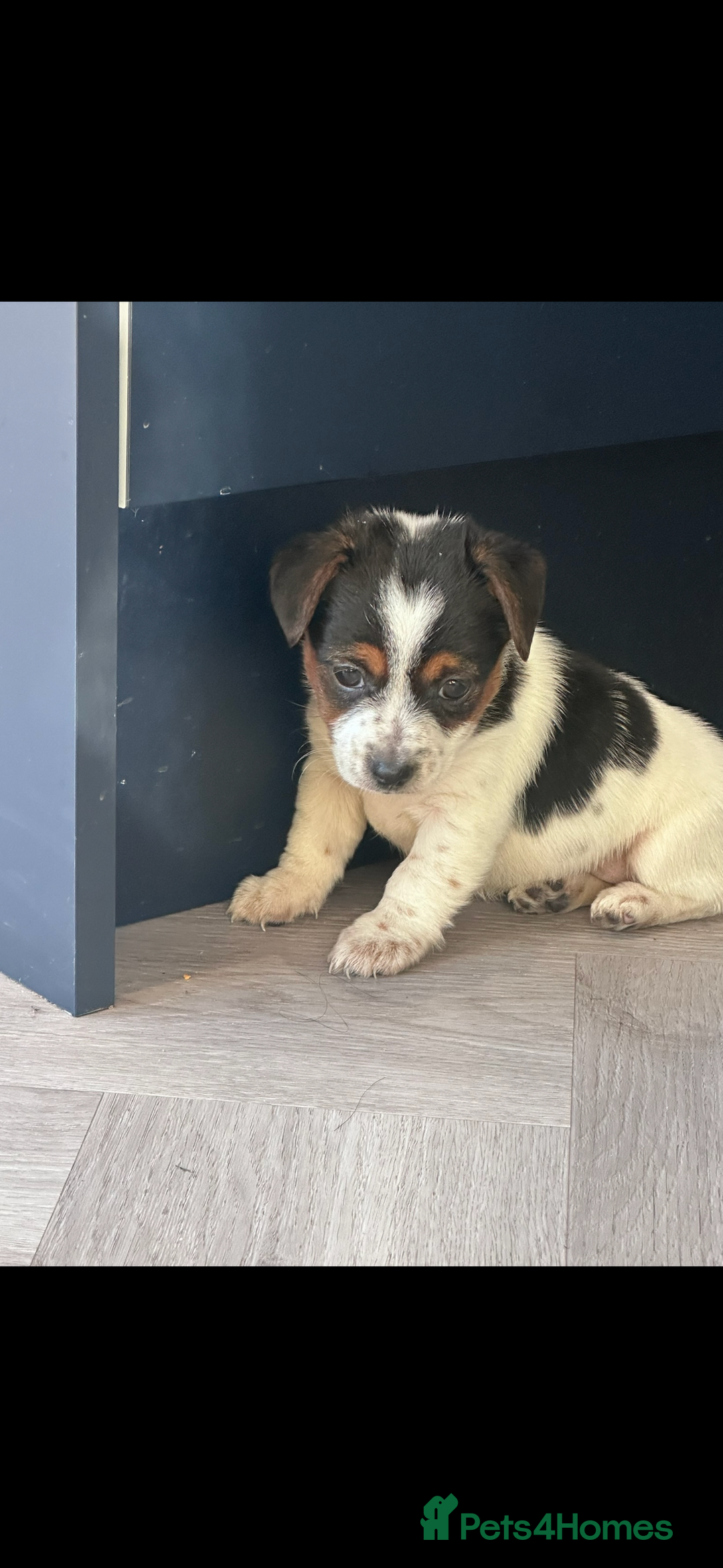 Jack Russell dogs for sale: READY NOW Short legged Jack Russell’s  - Image 9