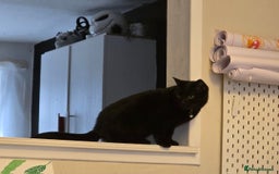 Mixed Breed cats for sale: Loki & Nova - Image 20