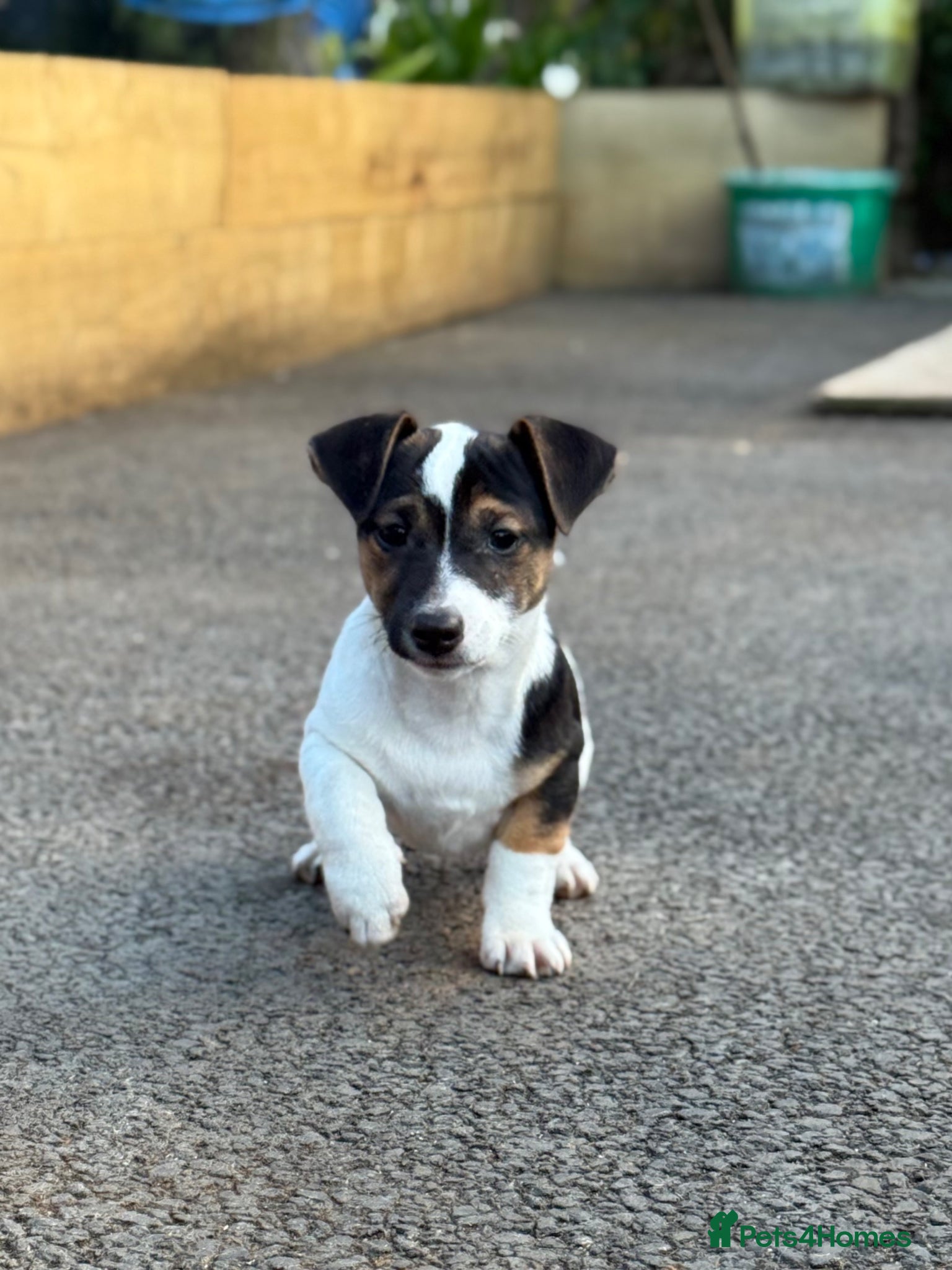 Jack Russell dogs for sale: ‘Naughty’ Jack Russell Pups  in Kilgetty - Advert 7