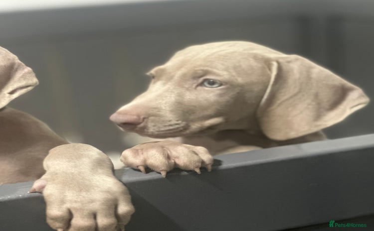 Weimaraner dogs - Advert 1