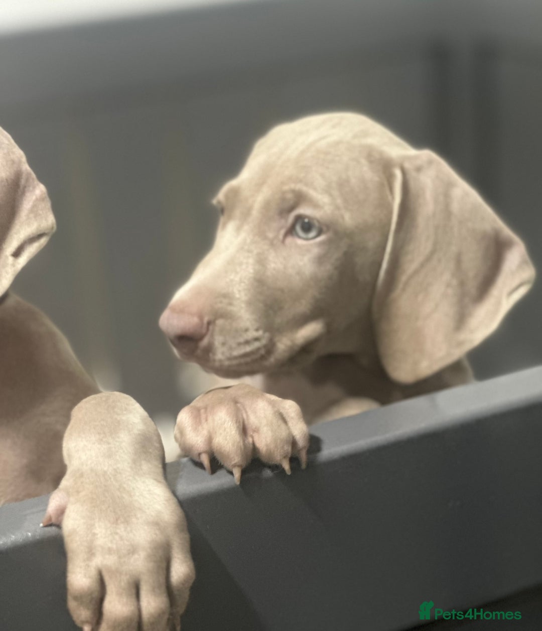 Weimaraner dogs for sale: Only 1 girl available  - Image 1