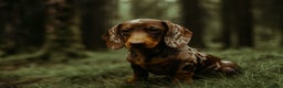 Miniature Dachshund dogs for stud: Bruno miniature dachshund  - Advert 4