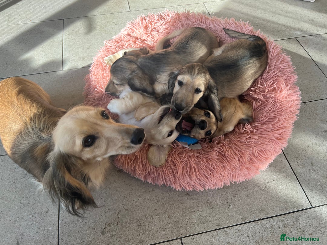 Miniature Dachshund dogs for sale: **KC REG Miniature long haired dachshund puppies** - Image 10