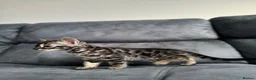 Bengal cats for sale: Bengal Kitten For Sale (Ready to go - Last One) - Advert 14