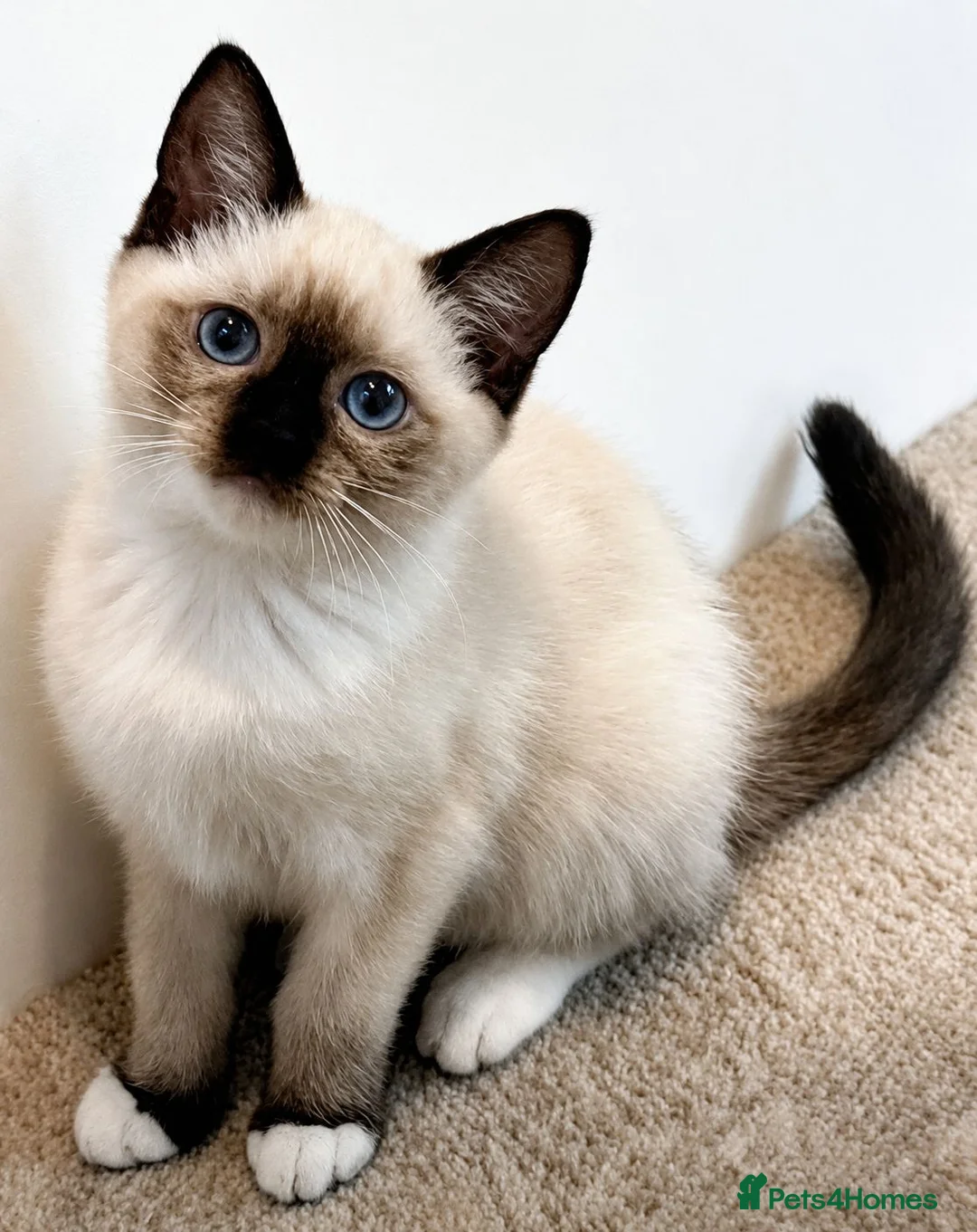 Siamese cats for sale: 3 Stunning Traditional Applehead Siamese Kittens - Advert 2