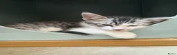 Bengal cats for sale: Bengal cross kittens  - Advert 13