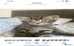 Bengal cats for sale: Bengal x Persian male kitten for sale! - Image 2