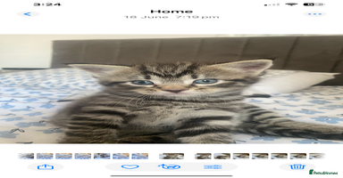 Bengal cats - Advert 2